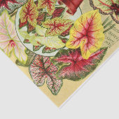 アンティークカラディウムズとレックスベゴニアティッシュペーパー 薄葉紙 (詳細)