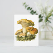 アンティークキノコプリント13 ポストカード (スタンド正面)