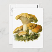 アンティークキノコプリント13 ポストカード (正面/裏面)