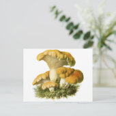 アンティークキノコプリント13 ポストカード (スタンド正面)