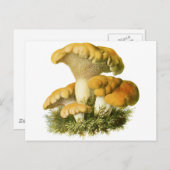 アンティークキノコプリント13 ポストカード (正面/裏面)