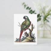 アンティークグリーンパロット ポストカード (スタンド正面)