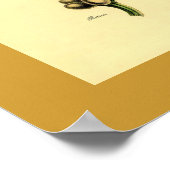 アンティークコーヒープラント植物性プリント ポスター (角)