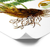 アンティークシダプリントNo.8グリーン自然植物芸術 ポスター (角)