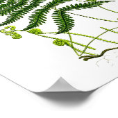 アンティークシダプリントNo.9グリーン自然植物芸術 ポスター (角)