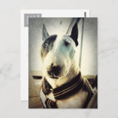 アンティークスタイルブルテリアフォトポストカード ポストカード (正面/裏面)