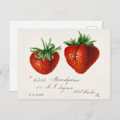 アンティークストロベリーグリスコムパッスモア ポストカード (正面/裏面)