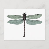 アンティークタイポグラフィヴィンテージトンフライイラストレーション ポストカード (正面)