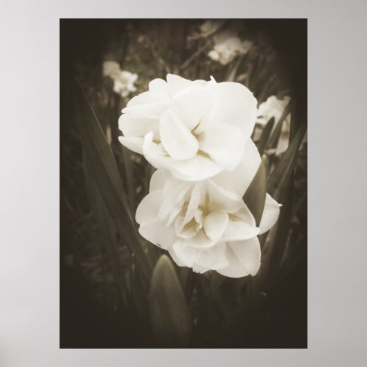 アンティークダフォディルプリント ポスター (正面)