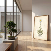 アンティークデイジーの植物画 ファームハウス装飾 ポスター