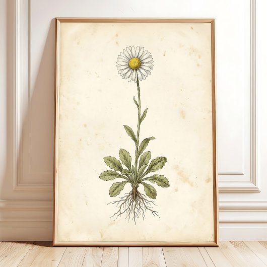 アンティークデイジーの植物画 ファームハウス装飾 ポスター