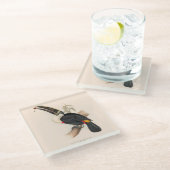 アンティークトゥーカン鳥絵画野生動物 ガラスコースター (アングル)