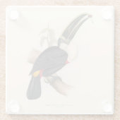 アンティークトゥーカン鳥絵画野生動物 ガラスコースター (裏面)