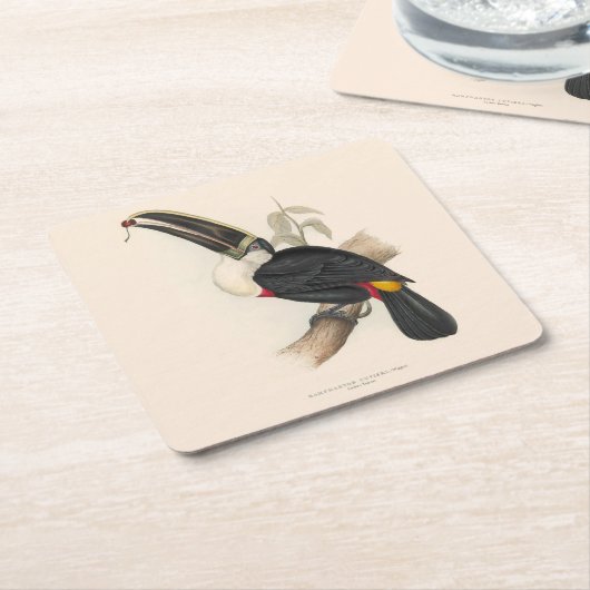 アンティークトゥーカン鳥絵画野生動物 スクエアペーパーコースター (アングル)