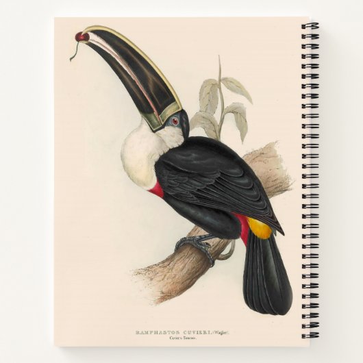 アンティークトゥーカン鳥絵画野生動物 ノートブック (裏面)