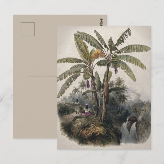 アンティークトロピカルバナナツリーフォレスト | ヴィンテージボット ポストカード (正面/裏面)