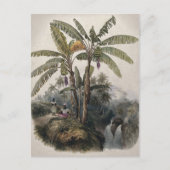 アンティークトロピカルバナナツリーフォレスト | ヴィンテージボット ポストカード (正面)