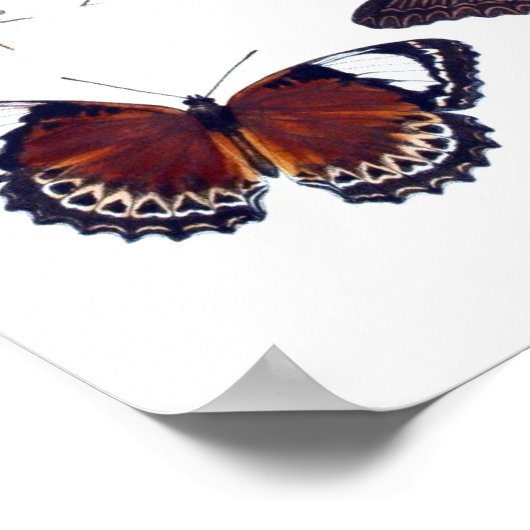 アンティークバタフライナチュラルヒストリアートプリントno.12 ポスター (角)