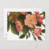 アンティークバラフラワーアートイラストレーションスケッチ ポストカード (正面/裏面)