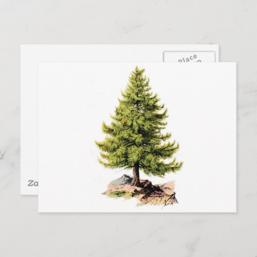 アンティークパインツリープリント ポストカード (正面/裏面)