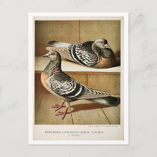 アンティークピジョンリソ版木、銅版、版画コバーガー ポストカード (正面)