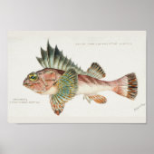アンティークフィッシュネオセバステススコパエノイデス1808 ポスター (正面)