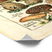 アンティークフランスのマッシュルームのプリント。 ポスター (角)