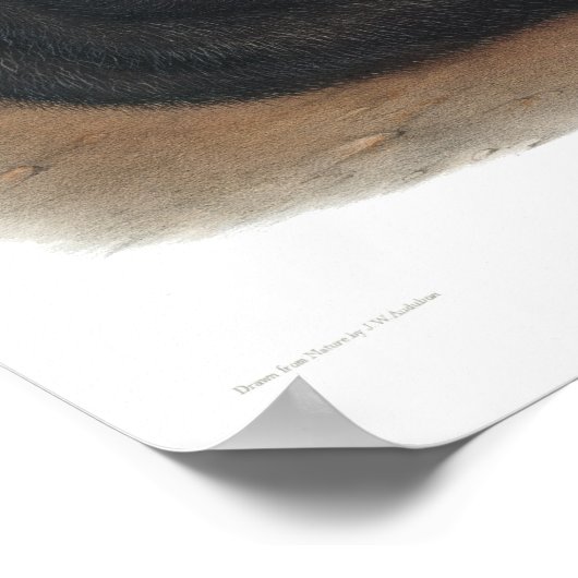 アンティークブラックキツネプリントヴィンテージアカデミアカビコレ ポスター (角)