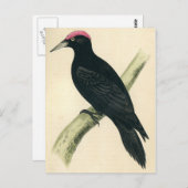 アンティークプリント ポストカード (正面/裏面)