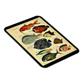 アンティークプリント マグネット (右側)