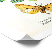 アンティークプレート、ヨーロッパの蝶:プレート10 ポスター (角)