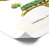 アンティークプレート、ヨーロッパの蝶：プレート15 ポスター (角)