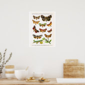 アンティークプレート、ヨーロッパの蝶：プレート15 ポスター (キッチン)