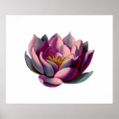 アンティークボタニカルピンクウォーターリレンロータス ポスター (正面)