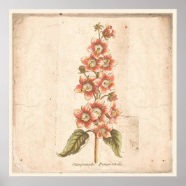 アンティークボタニカルポスターカンパヌラベルフラワー ポスター