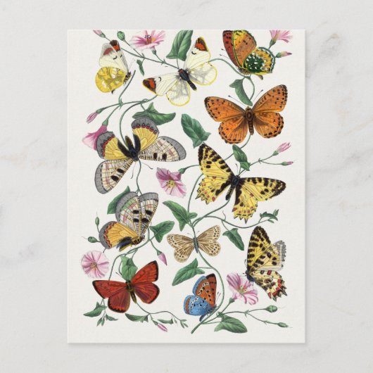 アンティークポールゲルヴァワチョウ自然史 ポストカード (正面)