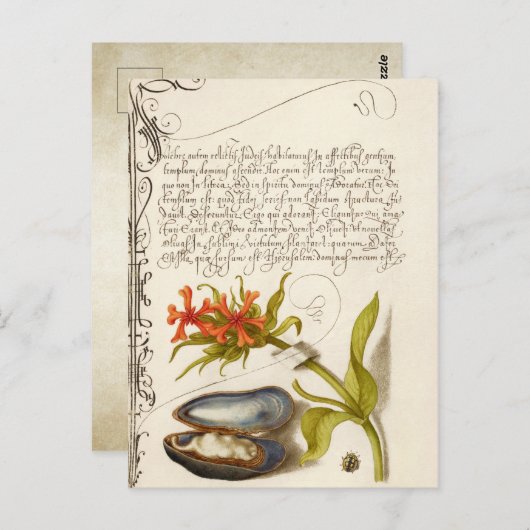 アンティーク書道文字植物性イラストレーションポー ポストカード (正面/裏面)