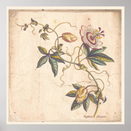 アンティーク植物プリントポスターパッションフォワー ポスター