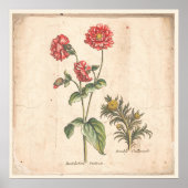アンティーク植物学プリントポスターバキュラーボタン ポスター (正面)