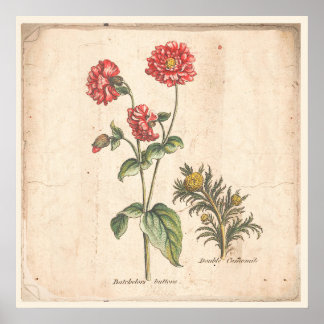 アンティーク植物学プリントポスターバキュラーボタン ポスター
