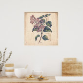 アンティーク植物学プリントポスター薄紫花 ポスター (キッチン)