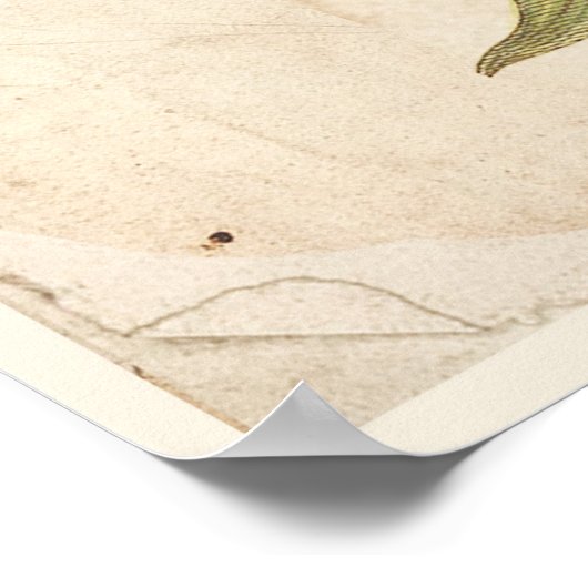 アンティーク植物性プリントポスターシストスロックバラ ポスター (角)