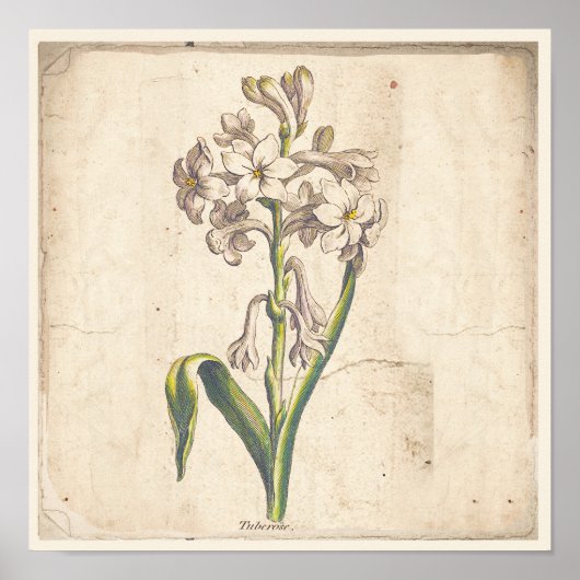 アンティーク植物性プリントポスターツベルゼ ポスター (正面)