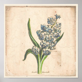 アンティーク植物性プリントポスターヒヤシンス開花 ポスター
