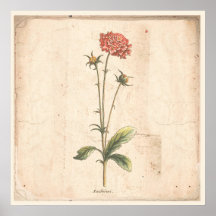 アンティーク植物性ポスターピンクッション花