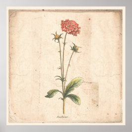 アンティーク植物性ポスターピンクッション花 ポスター