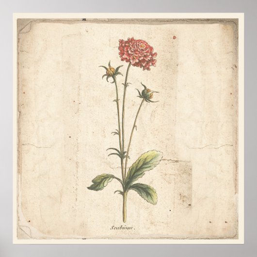 アンティーク植物性ポスターピンクッション花 ポスター (正面)