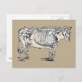 アンティーク牛骨格骨おもしろい ポストカード (正面/裏面)