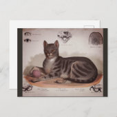 アンティーク猫図 シーズンポストカード (正面/裏面)