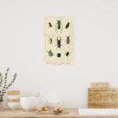 アンティーク甲虫の古い汚れた紙 ポスター (キッチン)